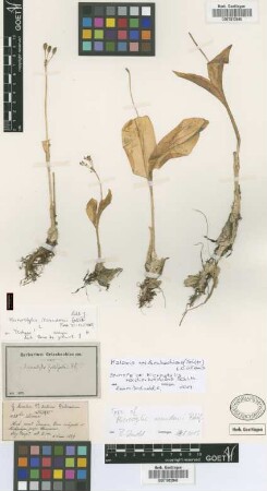 Microstylis fastigiata Rchb.f.