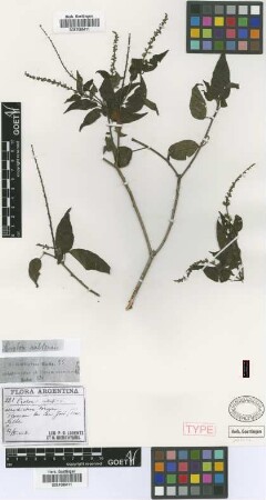 Croton saltensis Griseb. [type]