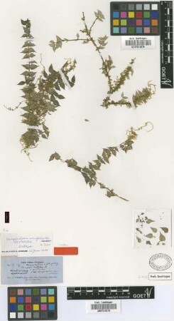 Margaritopsis acuifolia C.Wright in Sauv. [lectotype]