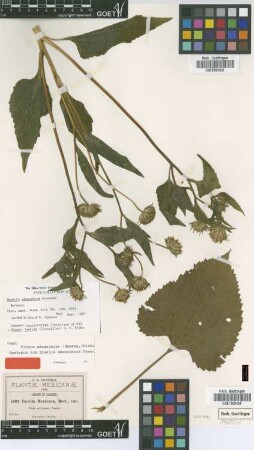 Simsia adenophora (Greenm.) S.F,Blake [syntype]