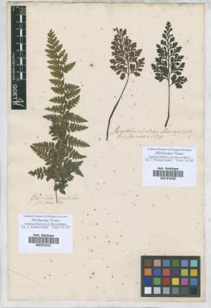 Adiantum