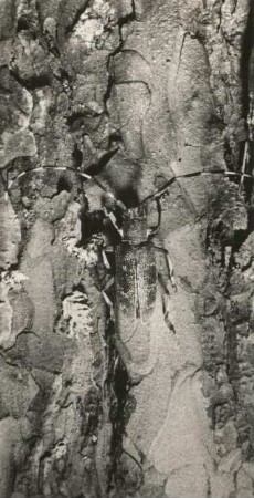 Einfarbige Langhornbock, Schusterbock oder Einfarbiger Fichtenbock (Monochamus sutor)