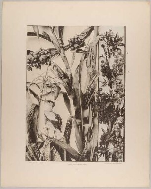 71. Feston, Gruppe und Borte aus Früchten, Mais, Ricinus mit Vogel