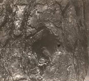 Rotkehlchen (Erithacus rubecula L.) am Nest (Baumhalbhöhle)