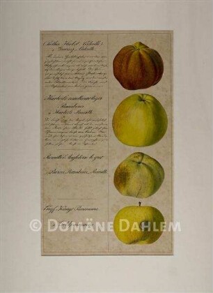 Tuschzeichnung "Äpfel"