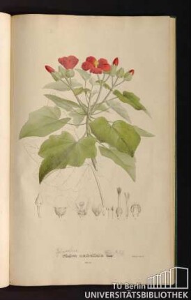 Tab. 58. Malva umbellata Car.