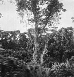 Regenwald : Blick zu tropischem Regenwald in der Zentralregion von Uganda