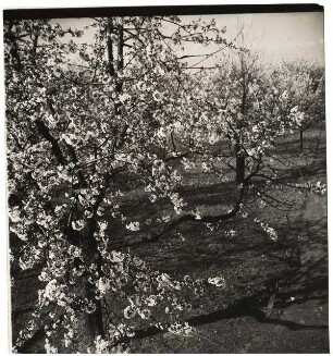 Haus und Garten Mattern, Potsdam-Bornim: Baumblüte