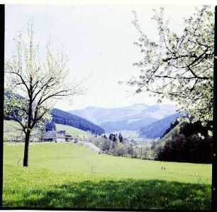 Himmelreich: Höllental Eingang mit Blütenbäumen
