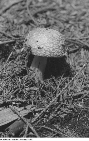 Pilz