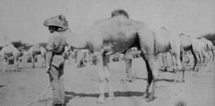 Britisches Kamelkorps in Khartum [Reise nach dem Sudan, Band 1]