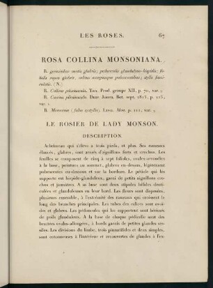 67-68, Rosa Collina Monsoniana. Le Rosier de Lady Monson.