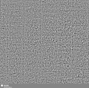 Lilienschild + IESV / LW = S.37/38