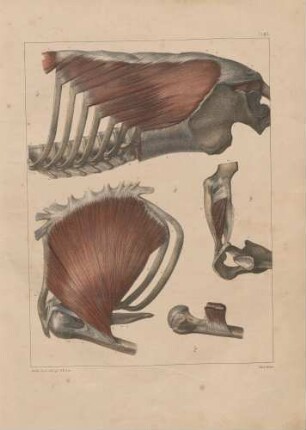 Musculi pectoralis major, obliquus externus abdominis und subclavius