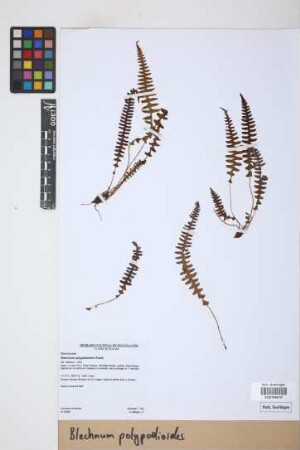 Blechnum polypodioides Raddi