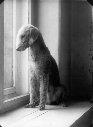 Bedlington Terrier, auf einem Fensterbrett sitzend