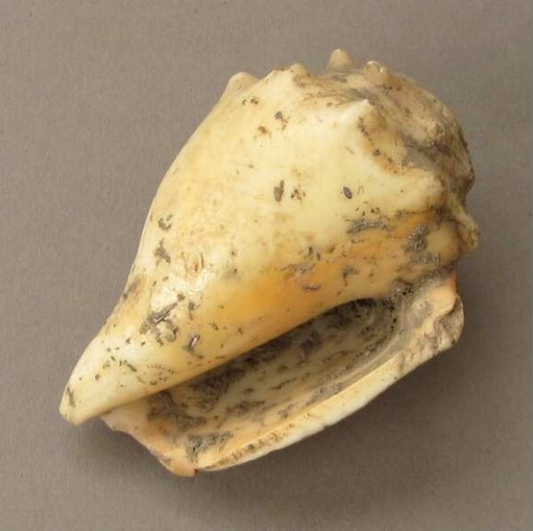 Snail shell as jewellery (?)