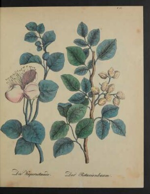 [Tafeln 156 - 160]