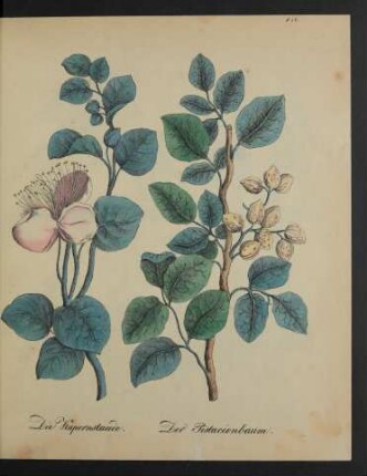 [Tafeln 156 - 160]
