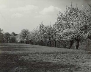 Cossebaude, Baumblüte