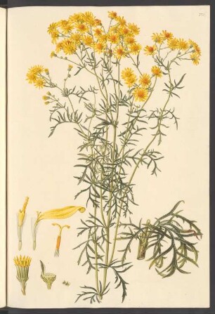 Senecio delphinifolius, Blatt 276