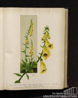 Digitalis grandiflora Lamarck, Reichenbach. Digitalis ambigua Murray. Digitalis ochroleuca Jacquin. Digitalis lutea Pollich (irrtümlich). Großblumiger Fingerhut.