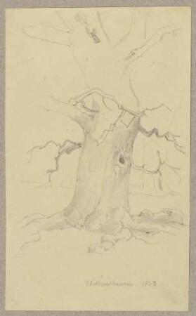 Kahler Baum bei Willingshausen