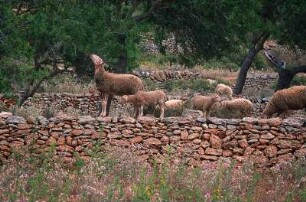 Spanien. Ibiza. Landesinnere. Schafe auf Bruchsteinmauer