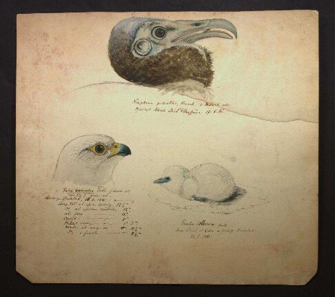 Mehrere Zeichnungen nordostafrikanischer Vögel