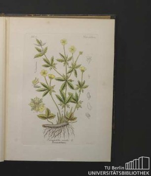 Potentilleae. Tormentilla erecta, L. Tormentillwurz.