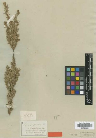 Leucopogon flavescens Sond. [type]