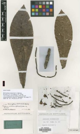 Eugenia racemosa L.