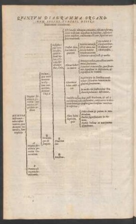 Quintum Diagramma Organorum Infimi Ventris, Distributionem continens.