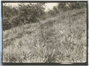 Andine Grasflur mit Eryngium bei Escola