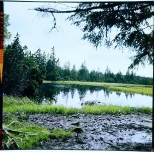 Kaltenbronn: Moor am Hohlohsee