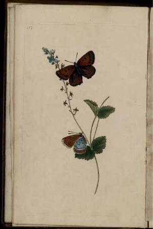 Pl. 217 [bis] Pl. 230 [Pl. siehe arabische Paginierung]