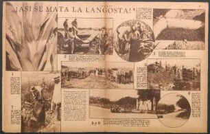 ¡Así se mata la langosta! [Fotografías]