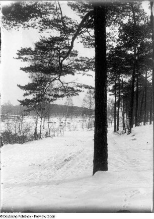 Winterlandschaft mit Kiefern auf dem Heller