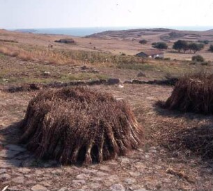Limnos (antiker Name: Lemnos). Sesamgarben auf dem Dreschplatz. Bei Kamínia