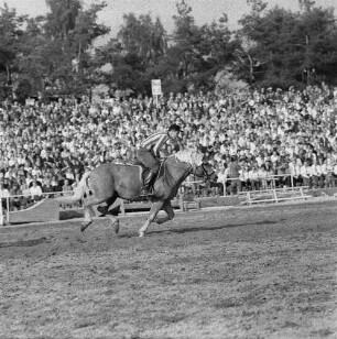 Moritzburger Hengstparade. Jockey beim Vorführen verschiedener Gangarten