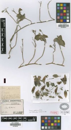 Ipomoea argentinica Peter [type]
