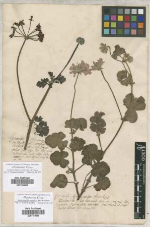 Geranium