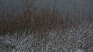 Schneegras #06
