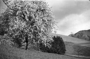 Glotterbad: Blühende Baumgruppe am Weg zum Sanatorium; dunkle Wolken