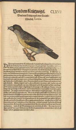 Von dem Krützvogel oder Krumbschnabel. Loxia.