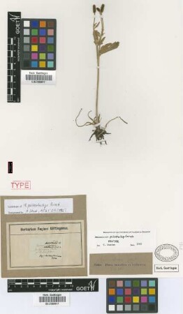 Ranunculus psilostachys Griseb. [syntype]