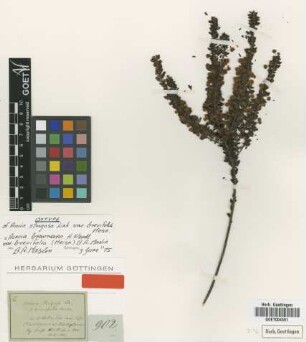 Acacia strigosa Link var. Meisn. brevifolia[isotype]