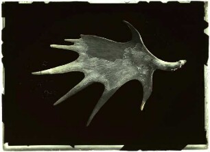 Fossil, Riesenhirsch?, Geweihschaufel