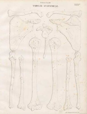 Clavicula sinistra/ Scapula sinistra/ Os humeri sinistrum/ Ulna sinistra/ Radius sinister (Lineartafel)