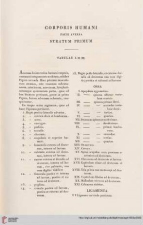 Corporis humani facie aversa stratum primum